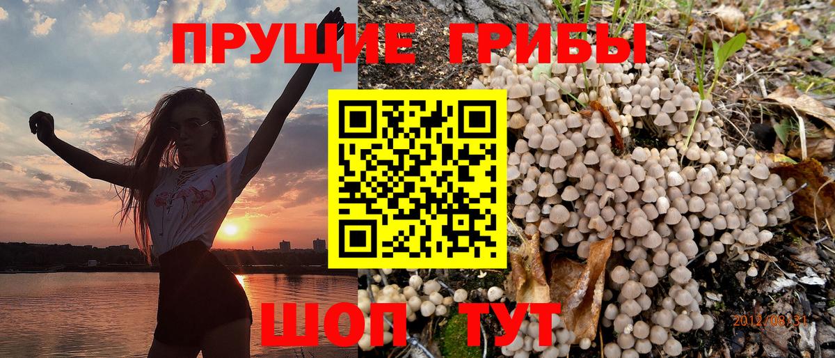 Вольск  Галлюциногенные грибы MAGIC MUSHROOMS  купить наркотики цена  Вход с VPN 